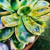 Succulent II - Watercolor Painting By Artist Thanh Ha