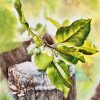 The Apple - Watercolor Painting By Artist Thanh Ha