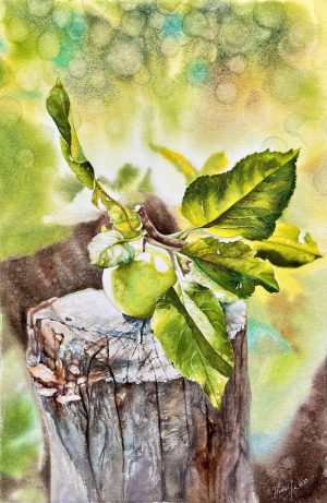 The Grapefruit - Watercolor Painting By Artist Thanh Ha