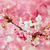 Pink Peach Blossoms - Watercolor Painting By Artist Thanh Ha