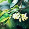 Citrus Bloom - Watercolor Painting By Artist Thanh Ha