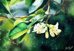 Citrus Bloom - Watercolor Painting By Artist Thanh Ha