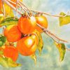 Ripe Persimmon - Watercolor Painting By Artist Thanh Ha