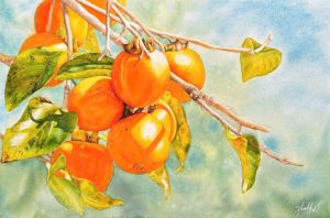 Ripe Persimmon - Watercolor Painting By Artist Thanh Ha