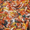 KOI Fish II - Vietnamese Oil Painting by Artist Nguyen Dinh Duy Quyen