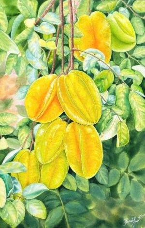 Five-Star Carambola Watercolor Painting By Artist Thanh Ha