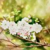 White Apricot Blossom - Watercolor Painting By Artist Thanh Ha