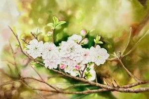White Apricot Blossom - Watercolor Painting By Artist Thanh Ha