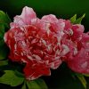 Peony II flower painting by artist Duy Quyen