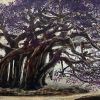 Purple Roots - Lacquer Painting by Artist Nguyen Binh Son