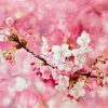 Spring in Pink Tones Watercolor Painting By Artist Thanh Ha