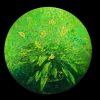Peace Lily - Vietnamese Lacquer Painting by Artist Nguyen Thanh Chung