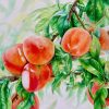 Peaches of Longevity On The Tree - Watercolor Painting By Artist Thanh Ha