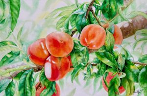 Peaches of Longevity On The Tree - Watercolor Painting By Artist Thanh Ha