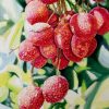 Lychee - Watercolor Painting By Artist Thanh Ha