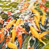 Harmony of Water and Fish - Watercolour Painting By Artist Nguyen Dinh Lam