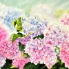 Hydrangea Blossom - Watercolor Painting By Artist Thanh Ha