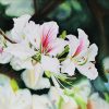 Ban Flower Season - Watercolor Painting By Artist Thanh Ha