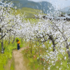 A springtime